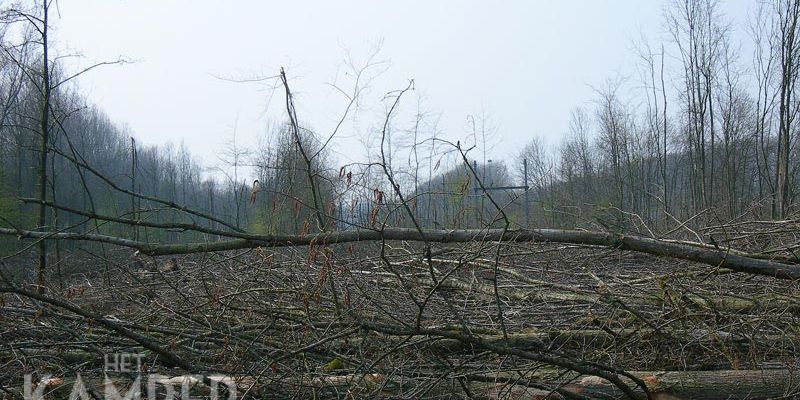 1. Lelystad 31 maart 2007, houtkap bij eindpunt Flevolijn