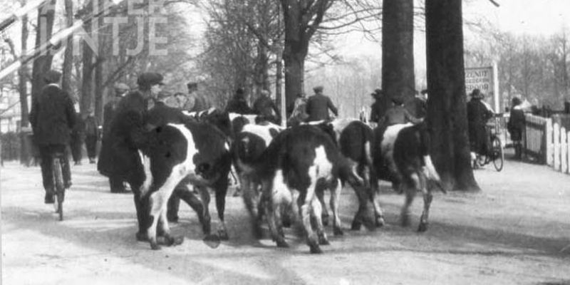 3. Koeien bij Veerallee